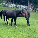 Casa vacanze Posestvo Tmzek