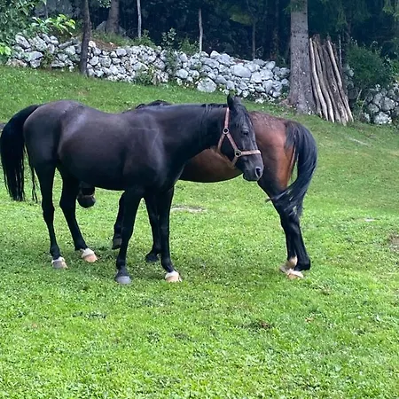 Počitniška hiša Posestvo Tmzek