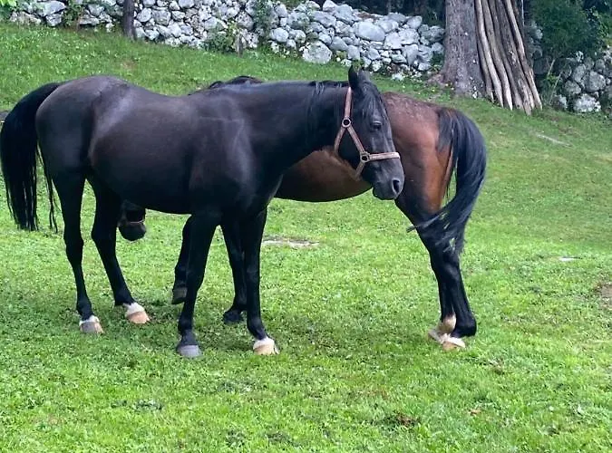 בית נופש Posestvo Tmzek