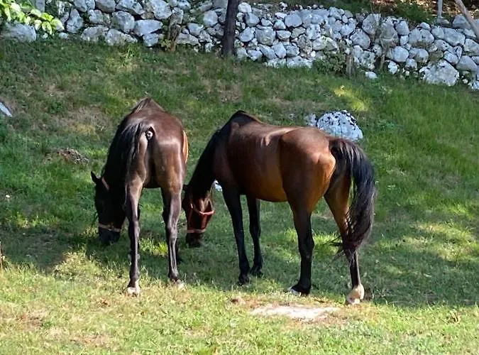 Posestvo Tmzek * בובק